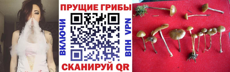 сколько стоит  Заозёрск  Галлюциногенные грибы Magic Shrooms 